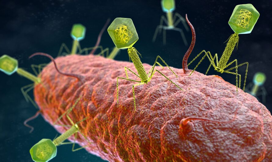 Bacteriophage Therapy Market  Is Estimated To Witness High Growth Owing To The Growing Prevalence of Antibiotic-Resistant Bacterial Infections & Significant Funding for R&D