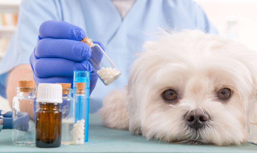 Veterinary Medicine Market Is Estimated To Witness High Growth Owing To Increasing Pet Adoption