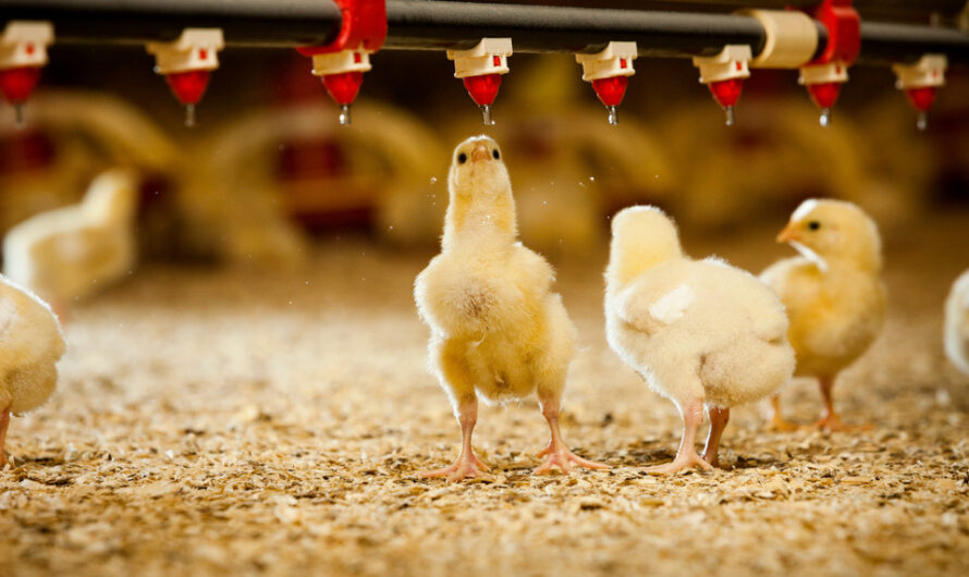 Poultry Market is estimated to Witness High Growth owing to Urbanization Trends