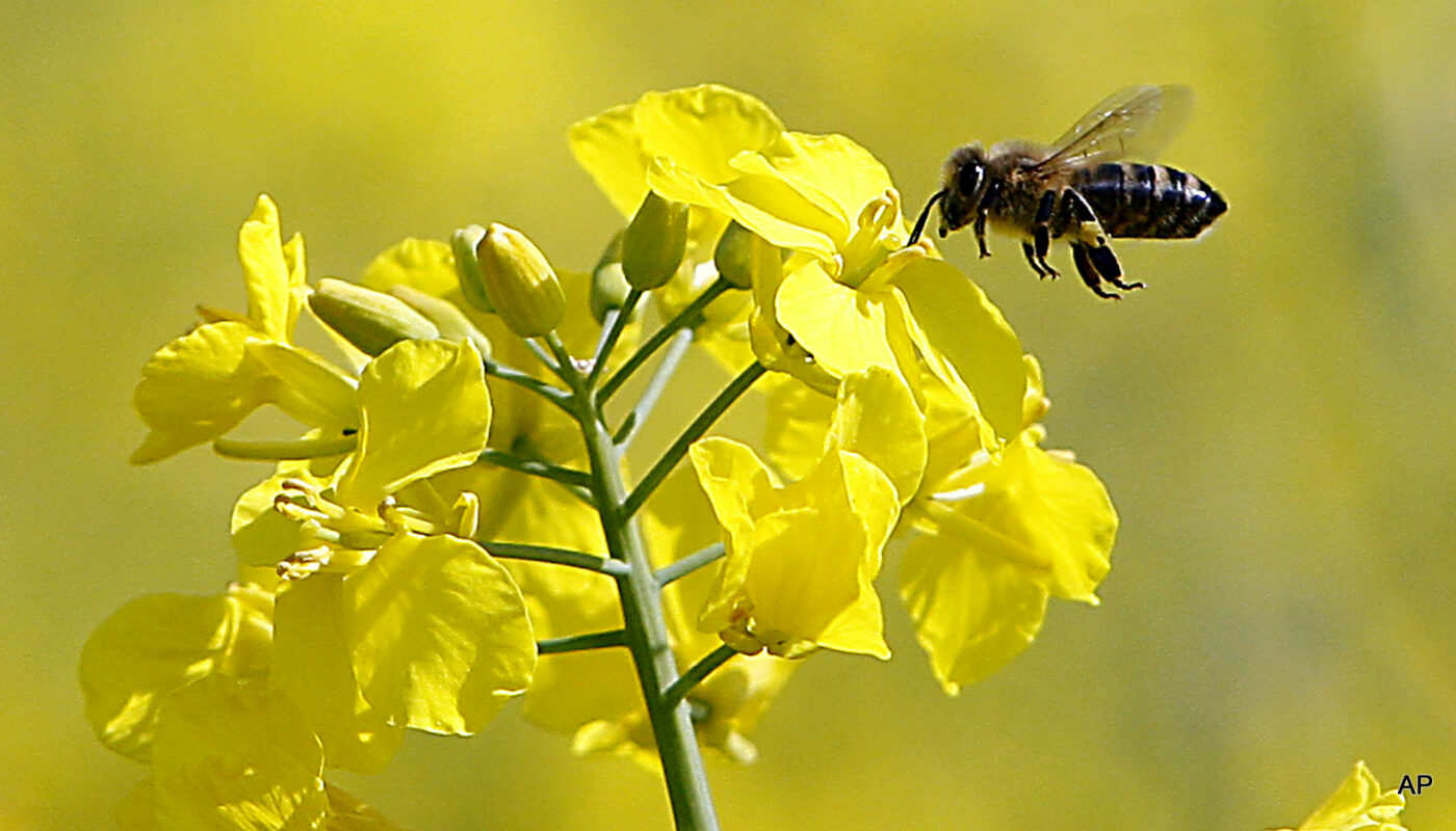 Study Reveals Bumblebees Cannot Detect Lethal Levels of Pesticides