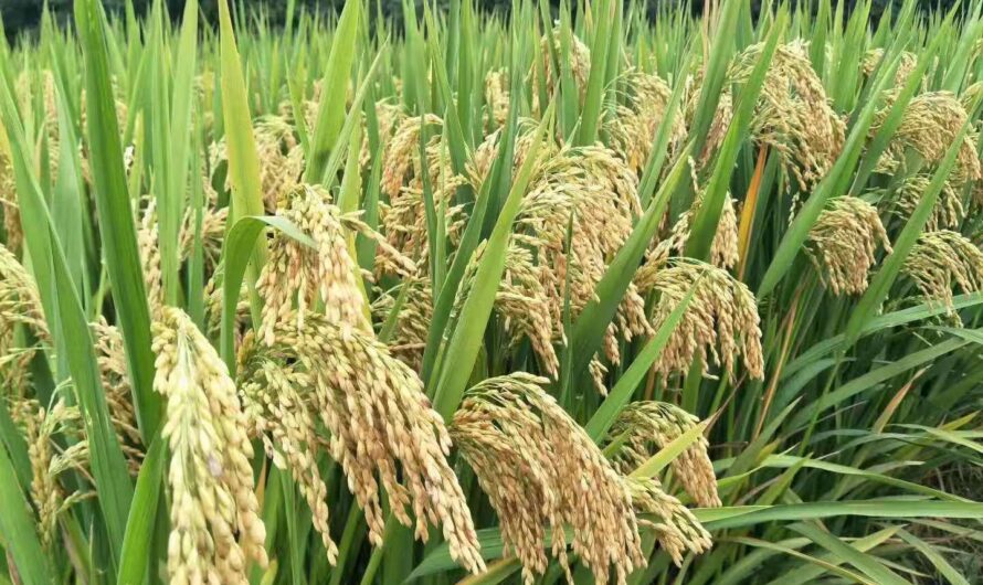 Identifying Silicon Transporter to Enhance Rice Yield