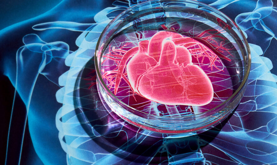 A Breakthrough Study Sheds Light on the Risks of Cell Therapy for Heart Repair