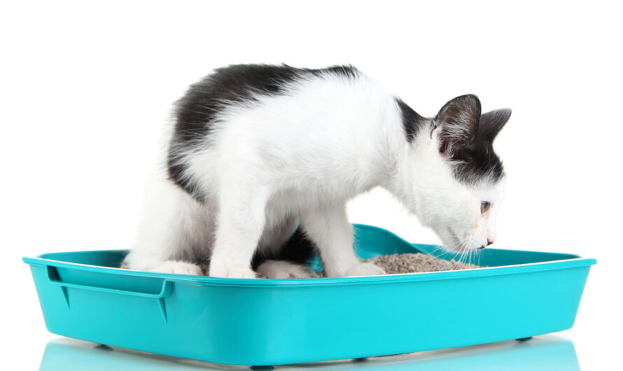 Cat Litter Market Driven By Rising Pet Ownership Is Estimated To Be Valued At US$ 4.97 Bn In 2024