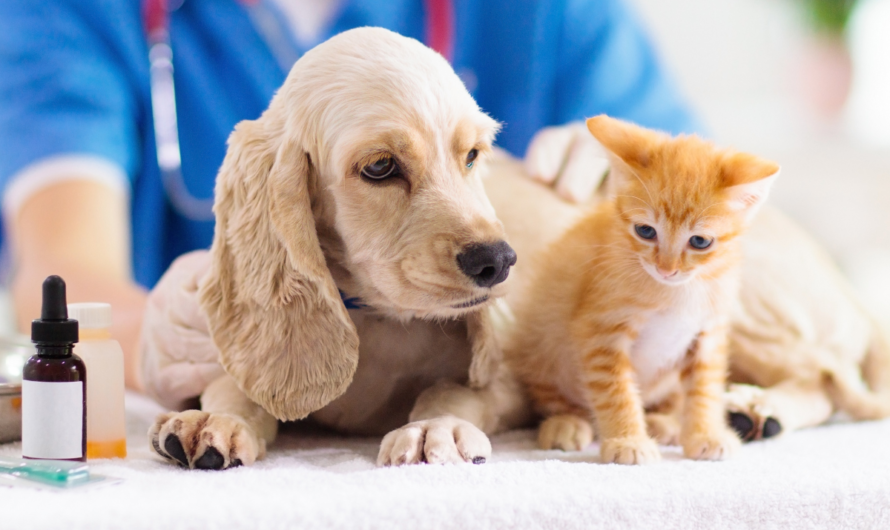 Veterinary Oncology Market is Estimated to Witness High Growth Owing to Increasing Prevalence of Cancer in Pet Animals