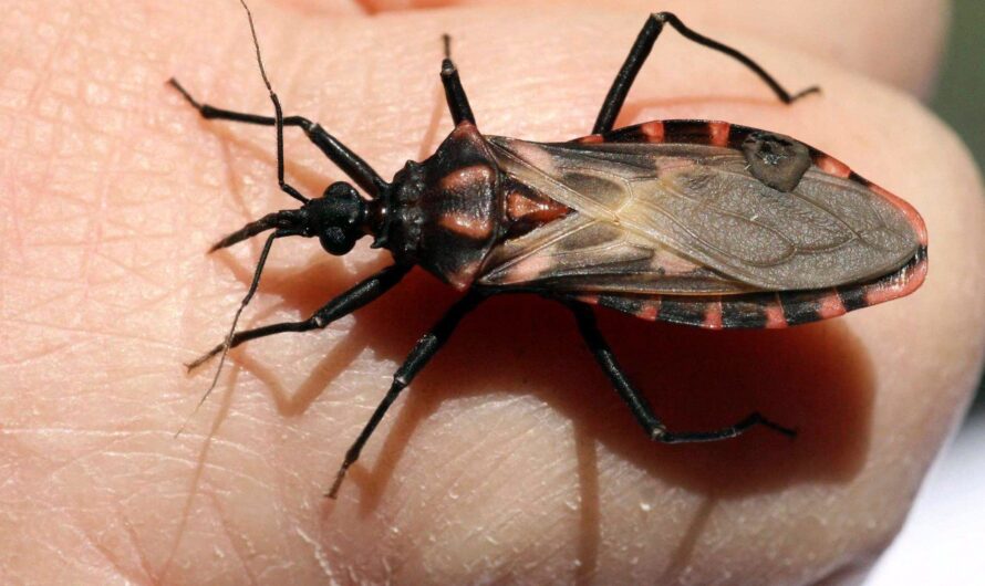 Advancements in Chagas Disease Treatment Exploring Current Options and Future Prospects for Improved Therapies