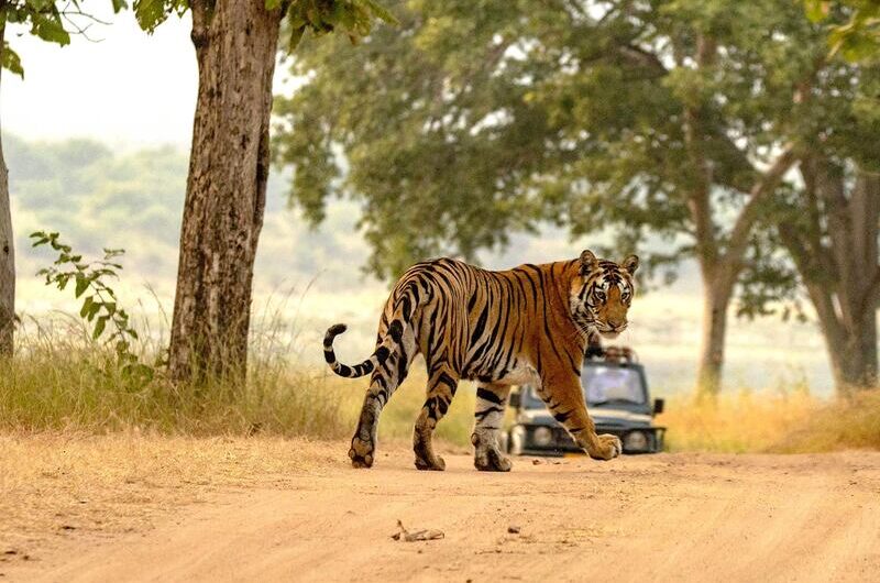 Wildlife Hunting Tourism Is Estimated To Witness High Growth Owing To Advancements In Tour Reservation Systems