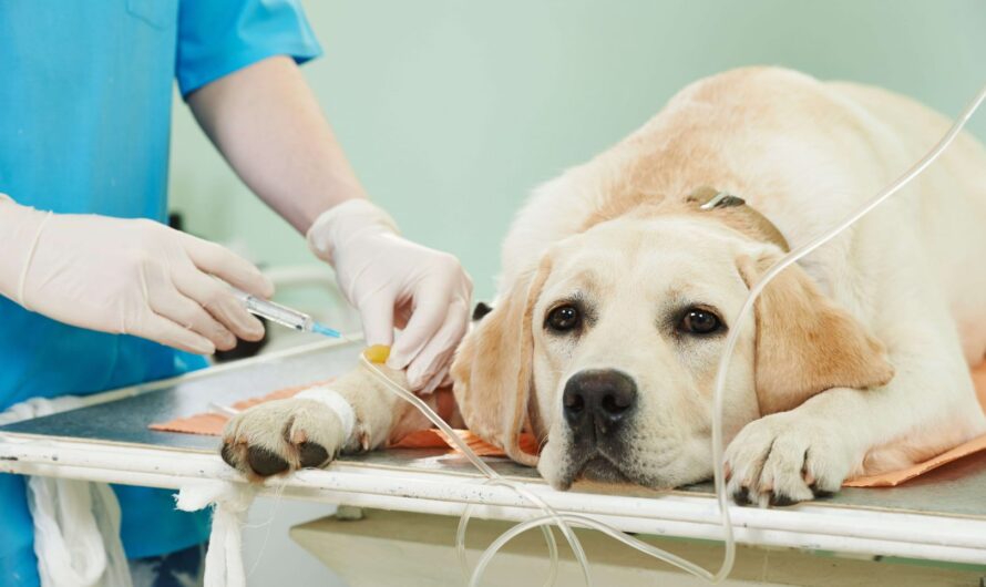 The Global Veterinary Oncology Market is Estimated to Witness High Growth Owing to Rising Pet Cancer Cases