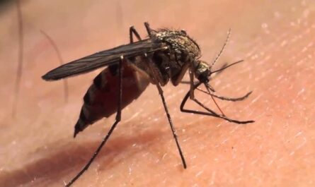 History Through Mosquito Epidemiologyv