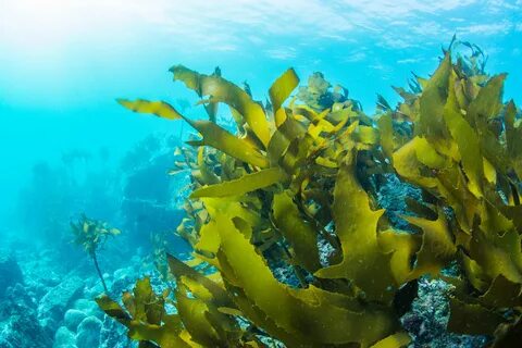 Commercial Seaweed Market is Estimated to Witness High Growth Owing to Rising Application in Multiple Industries