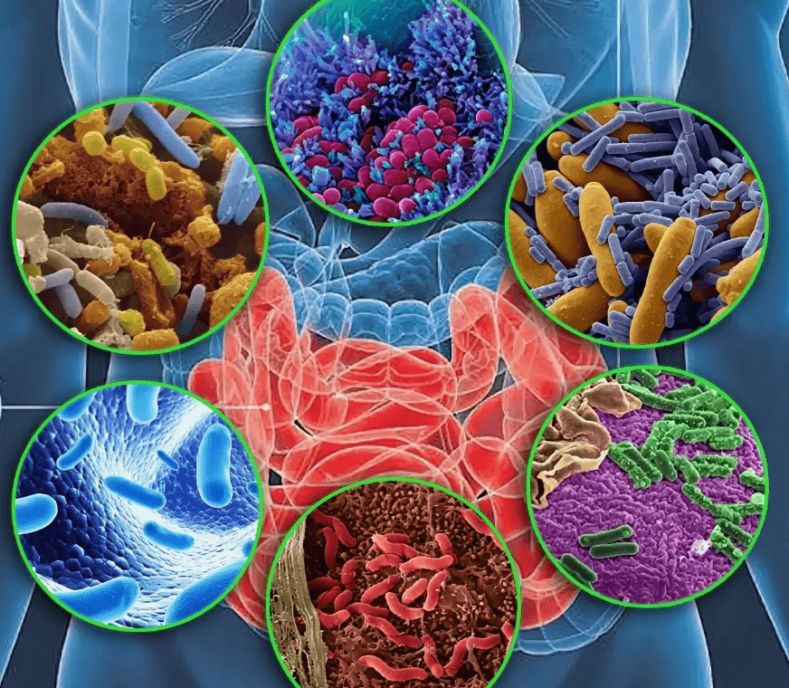 Microbiome Sequencing Service Market