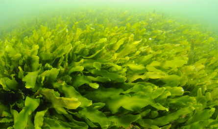 Commercial Seaweed