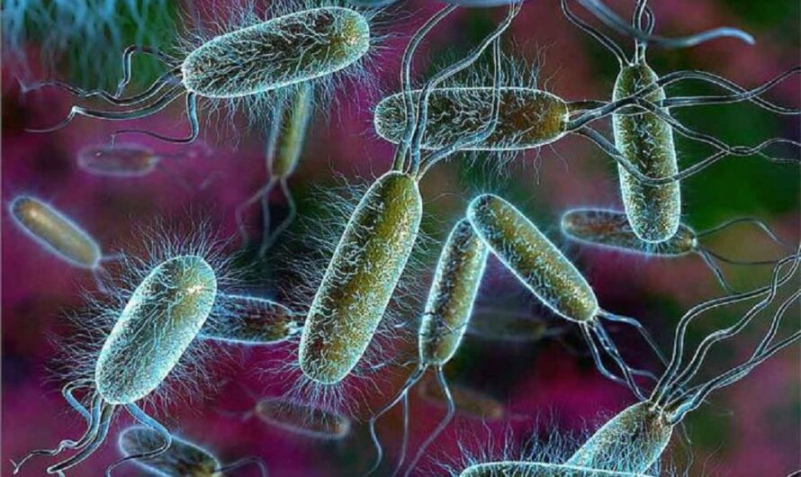 Escherichia Coli Strain Market Sees High Growth with Increased Investments