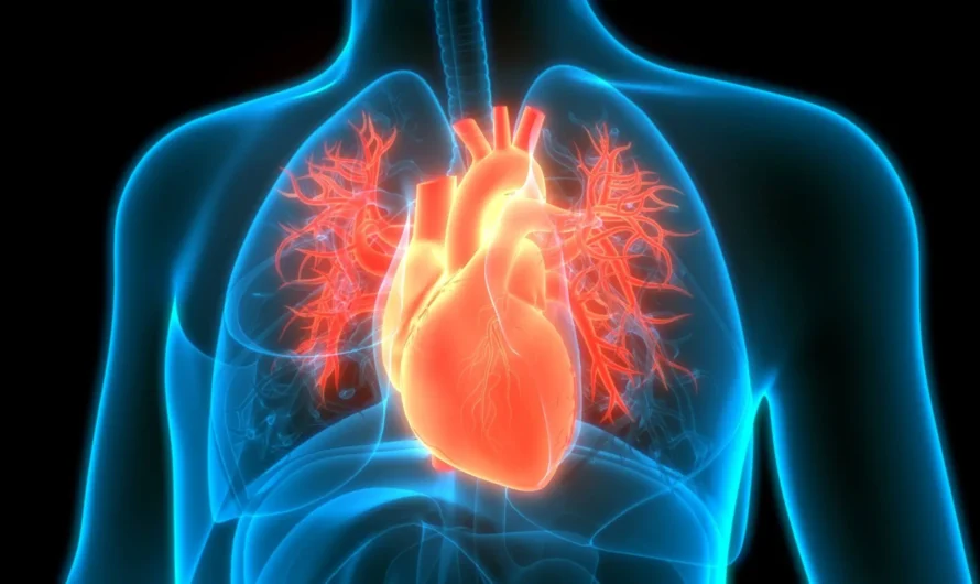 New Protein May Protect Against Heart Damage from Cancer Treatments