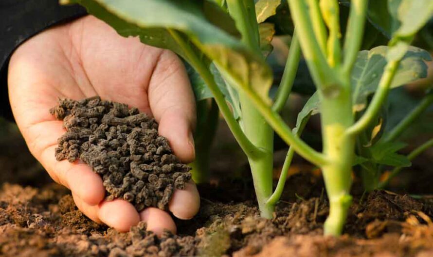 Micronutrient Fertilizers: The Importance of Micronutrients in Crop Production