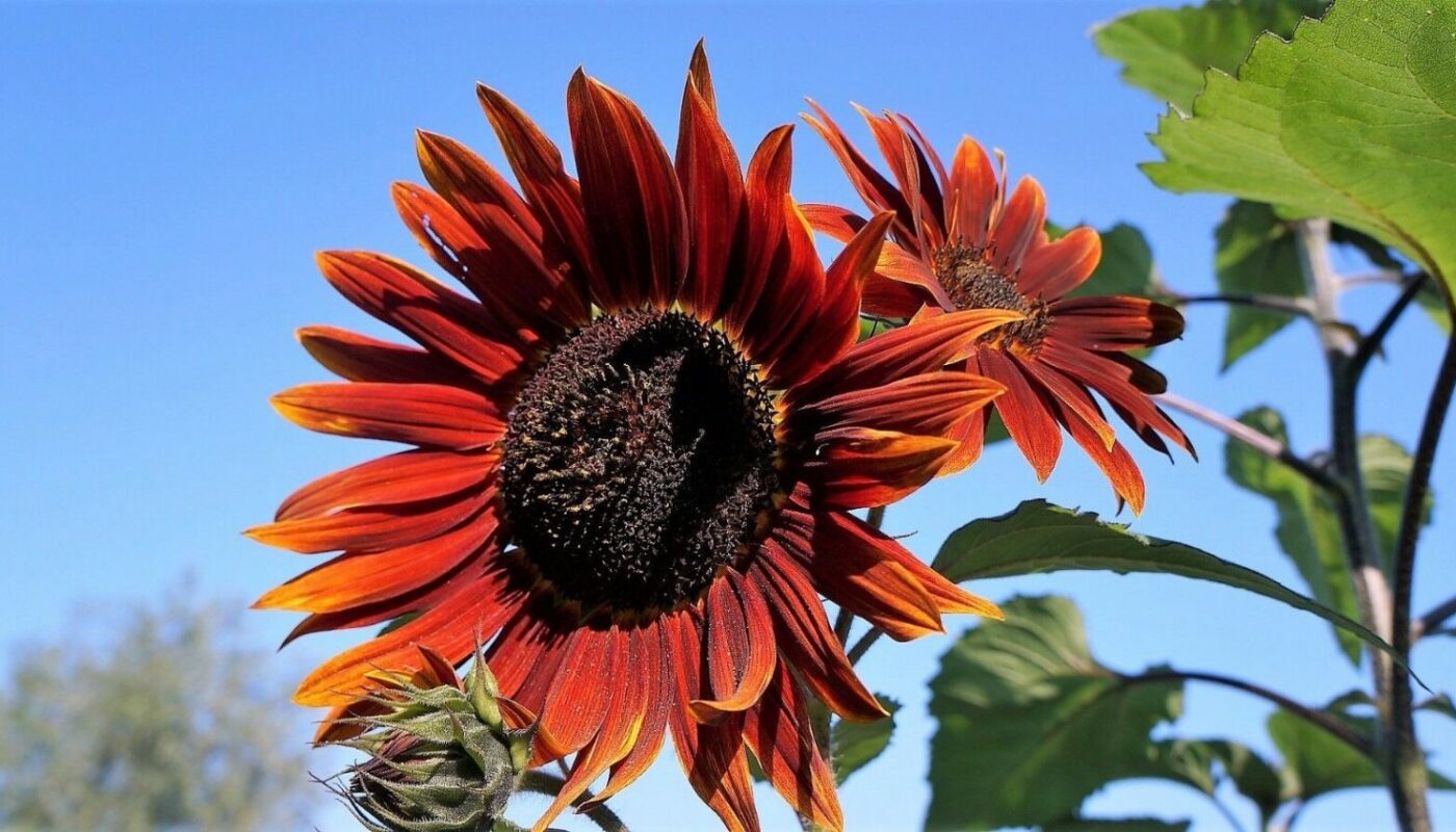 Ornamental Sunflower