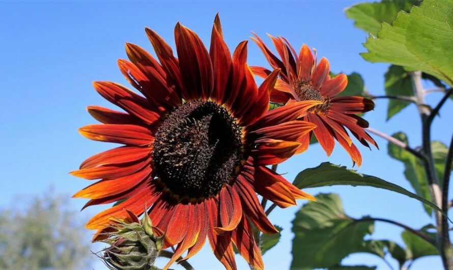 Ornamental Sunflower: Brightening Up More Than Just Your Garden