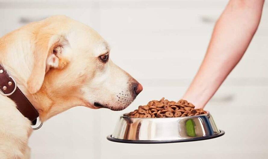 Pet Food Bowl Market to Grow Rapidly Due to Rising Pet Adoption and Income