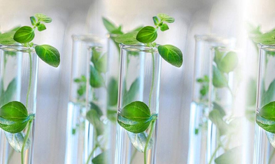 The Global Plant Tissue Analysis Market Is Driven By Increasing Crop Production Demand