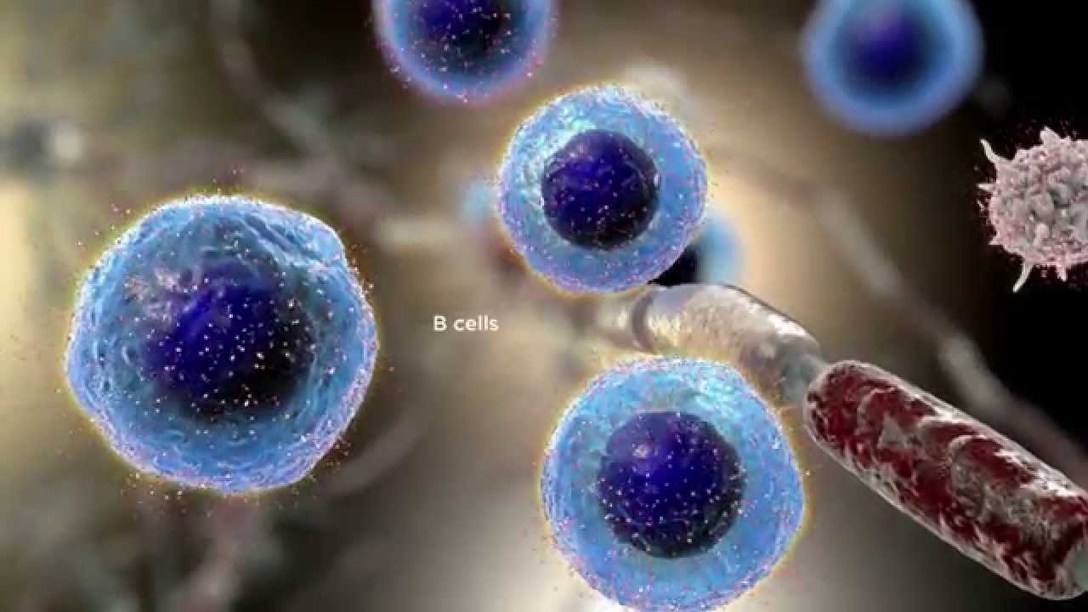 Role of Cellular Clones